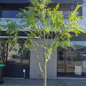 350cm large green nandina leaf tree