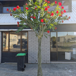 380cm large pohutukawa tree