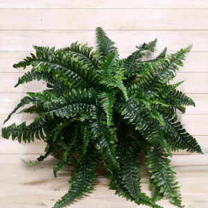 hanging fern pot