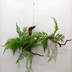 hanging fern plant with brown wood 60 x 150cm