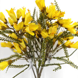 single cut stem kowhai 50cm