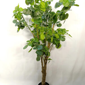 230cm large palm plant